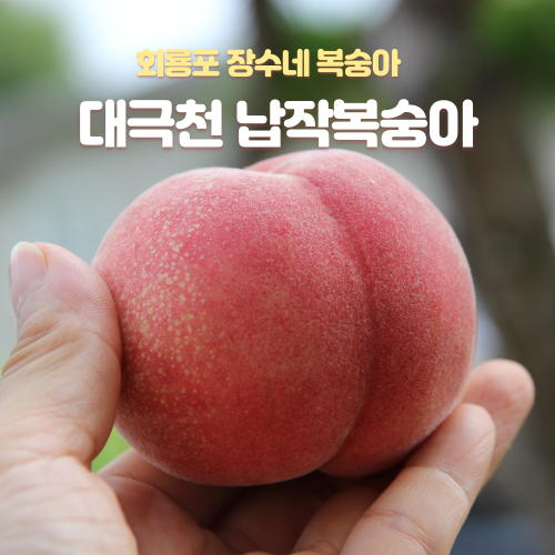 납작복숭아이미지지-001 (1).png
